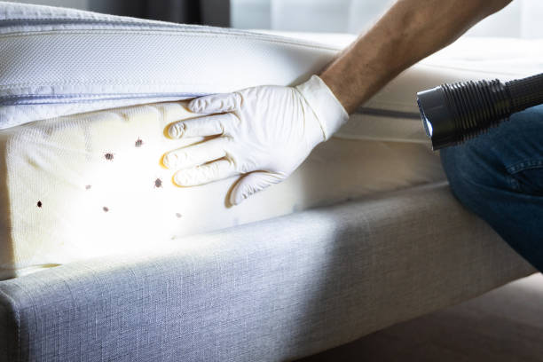 Trusted Luling, TX Pest Control Experts